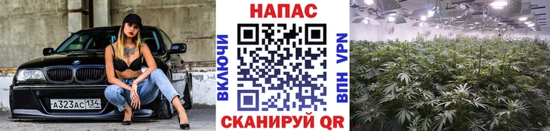 МАРИХУАНА семена  ссылка на мегу маркетплейс  Зарайск 